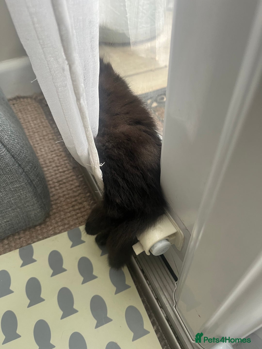 Mixed Breed cats for sale: 2 Black Fluffy Kittens (15wk old brothers) - Image 29