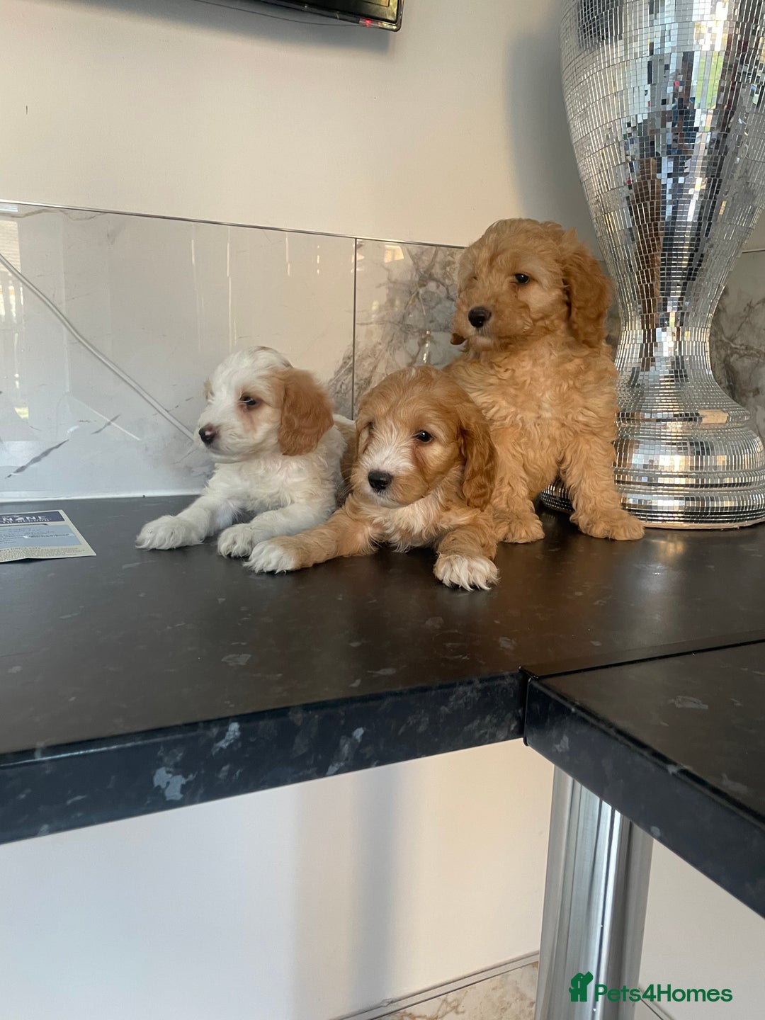 Cavapoo dogs for sale: ⭐️ Mini cavapoo puppies (toy poodle x cavalier)⭐️ - Image 6