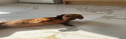 Miniature Dachshund dogs for sale: Miniature smooth coated dachshund  - Advert 2
