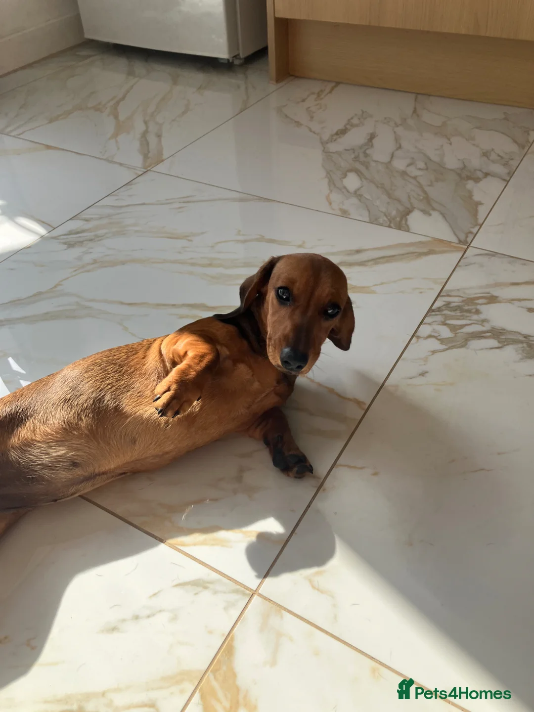 Miniature Dachshund dogs for sale: Miniature smooth coated dachshund  - Advert 2
