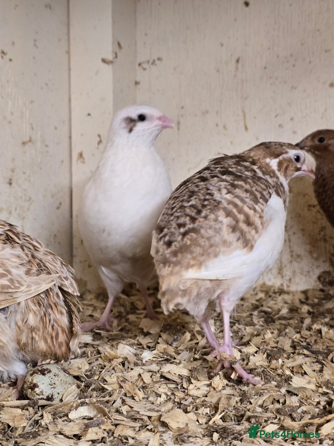 Quail poultry for sale: Pansy and Coturnix Quail Hens  - Advert 4