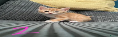 Ginger female