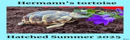 Hermann Tortoise reptiles for sale: Baby Hermanns for sale. Setup’s available too - Advert 6