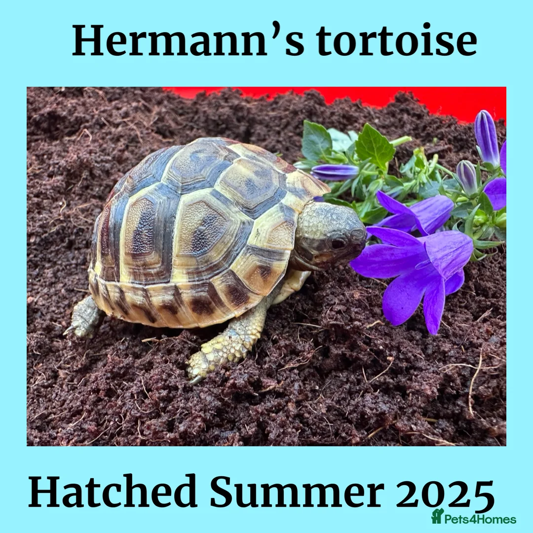Hermann Tortoise reptiles for sale: Baby Hermanns for sale. Setup’s available too - Advert 6