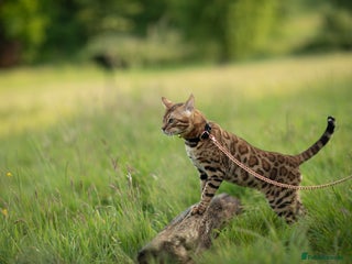 Bengal cats Proven Bengal stud TICA and GCCF registered in Ipswich - Advert 19