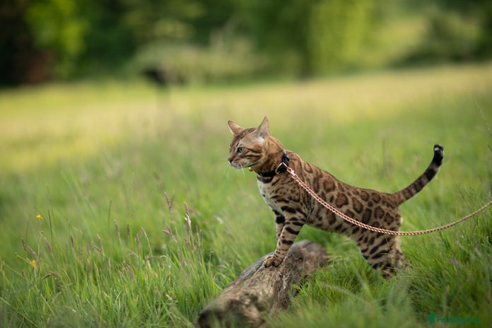 Bengal cats Proven Bengal stud TICA and GCCF registered in Ipswich - Advert 17