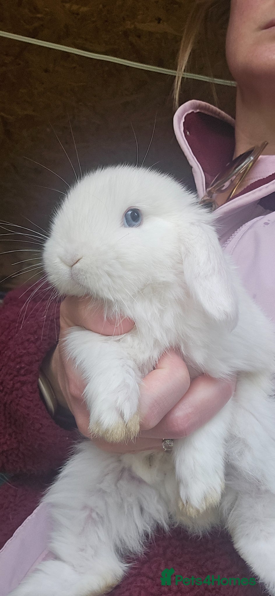Mini Lop rabbits Mini lop bunnies for sale  - Advert 17