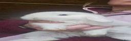 Mini Lop rabbits for sale: Mini lop bunnies for sale  - Advert 1