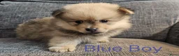 Pomeranian dogs for sale: 4 baby pomeranians for sale - Advert 10