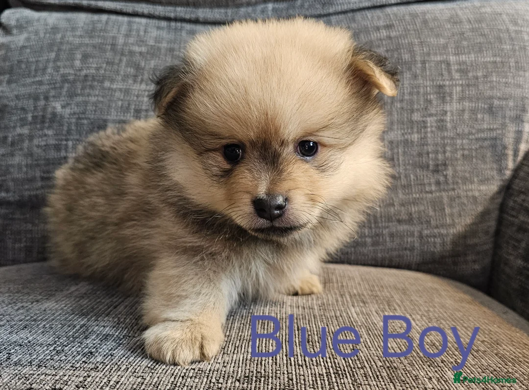 Pomeranian dogs for sale: 4 baby pomeranians for sale - Advert 10