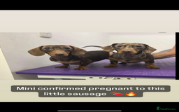 Miniature Dachshund dogs for sale: Mini dachshund pups (true real mini’s) - Image 5