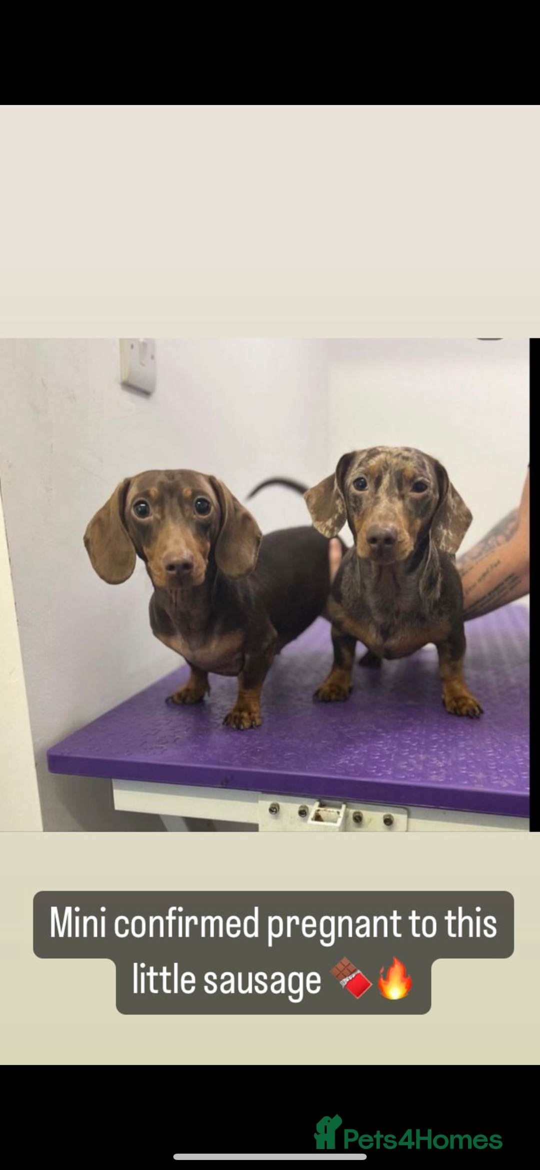 Miniature Dachshund dogs for sale: Mini dachshund pups (true real mini’s) - Image 5