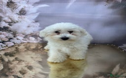Maltipoo dogs for sale: Maltichon - Image 2