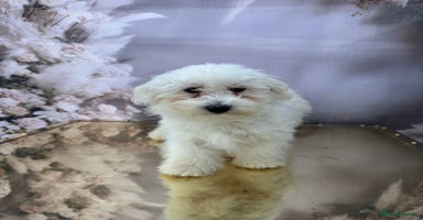 Maltipoo dogs - Advert 2