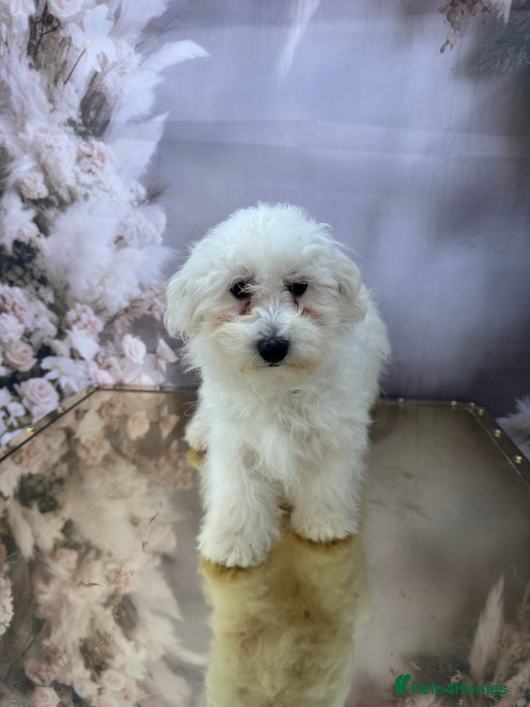 Maltipoo dogs for sale: Maltichon - Image 2