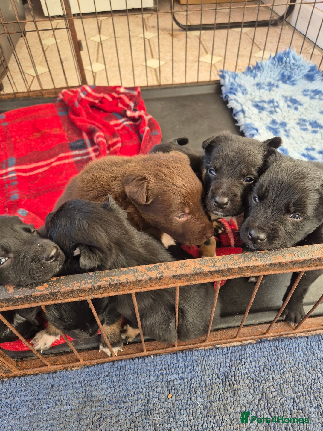Mixed Breed dogs for sale: Kelpie cross collie pups.  - Advert 7