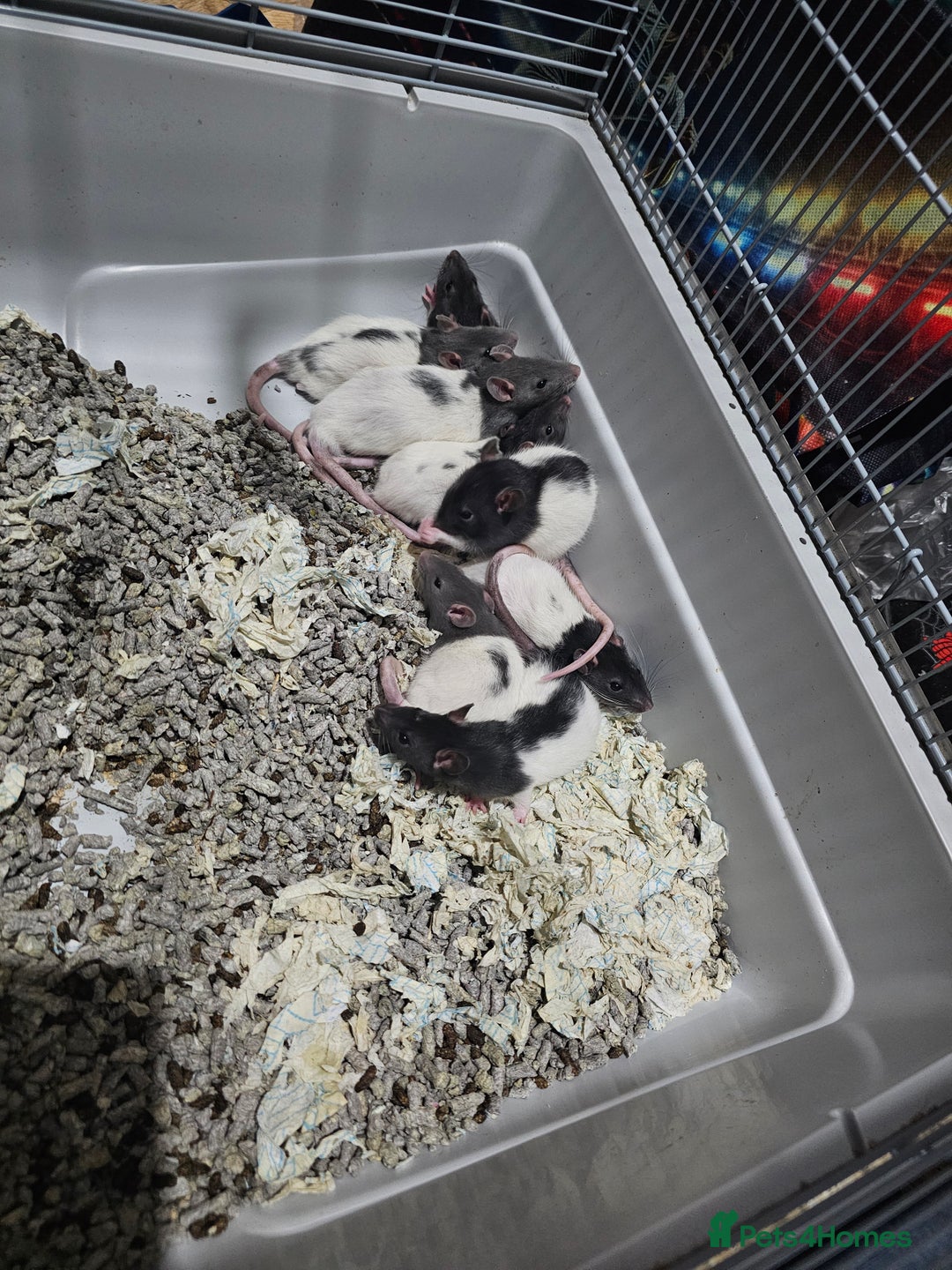 Rat rodents for sale: 7 female rat pups  - Advert 14
