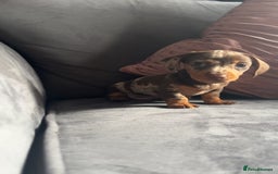 Miniature Dachshund dogs for sale: 5 gorgeous mini dachshund puppies - Image 3