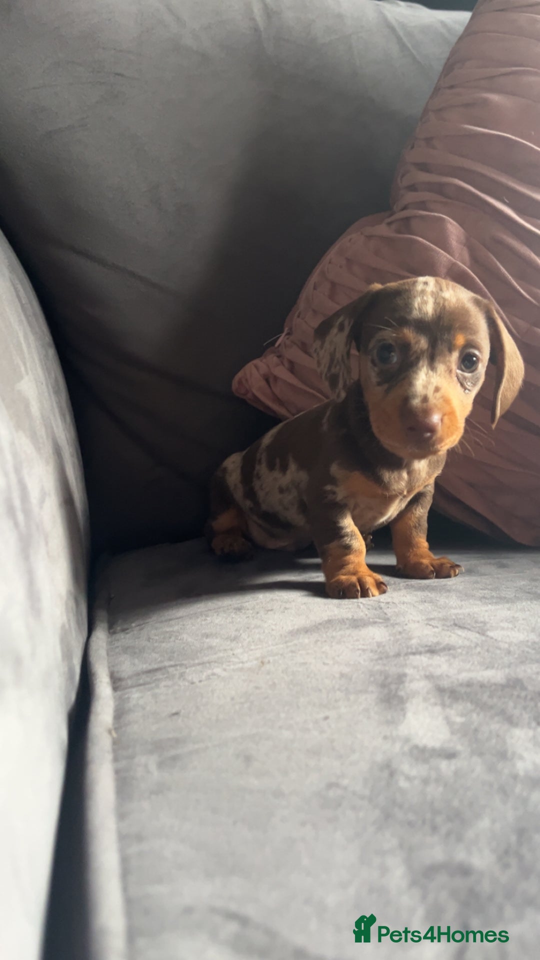 Miniature Dachshund dogs for sale: 5 gorgeous mini dachshund puppies - Image 3