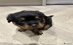 Rottweiler dogs for sale: Rottweiler puppies  - Image 6