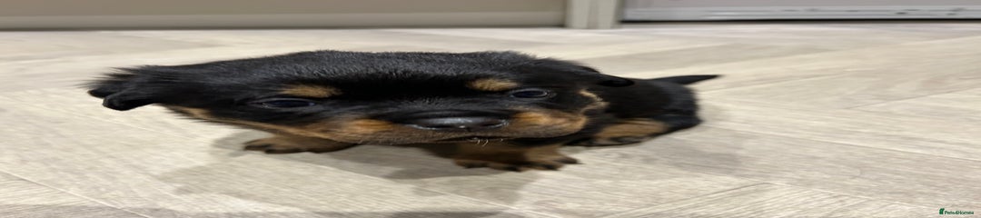 Rottweiler Puppy 4
