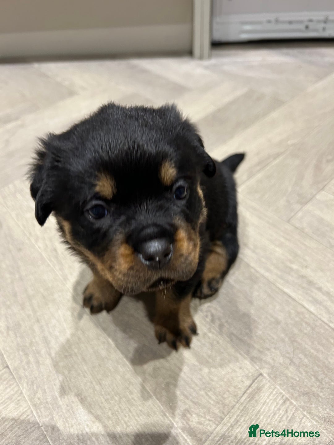 Rottweiler dogs for sale: Rottweiler puppies  - Image 6