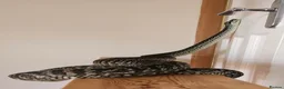 Python Snake reptiles for sale: Male Carpet Python - Advert 2