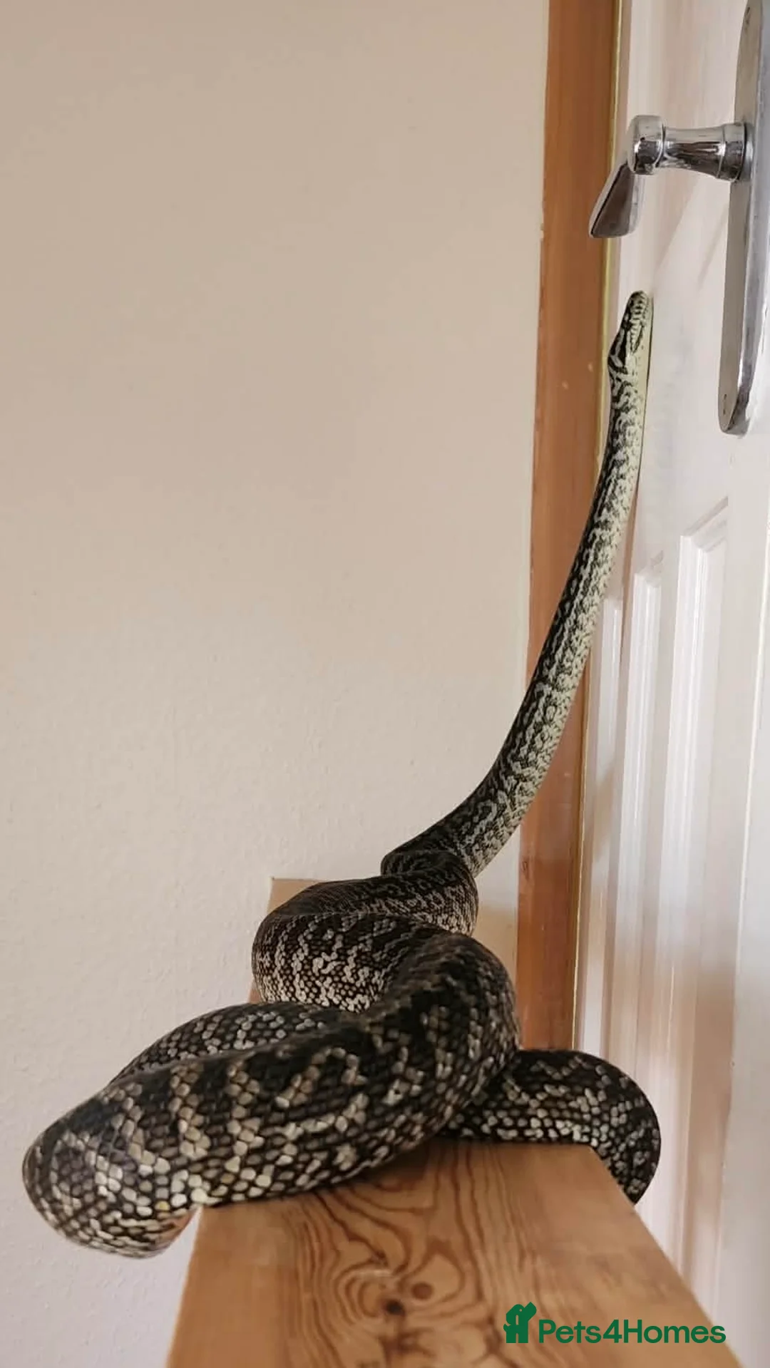 Python Snake reptiles for sale: Male Carpet Python - Advert 2