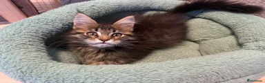 Maine Coon 3