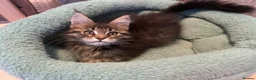 Maine Coon cats for sale: Maine Coon active kittens - Advert 5