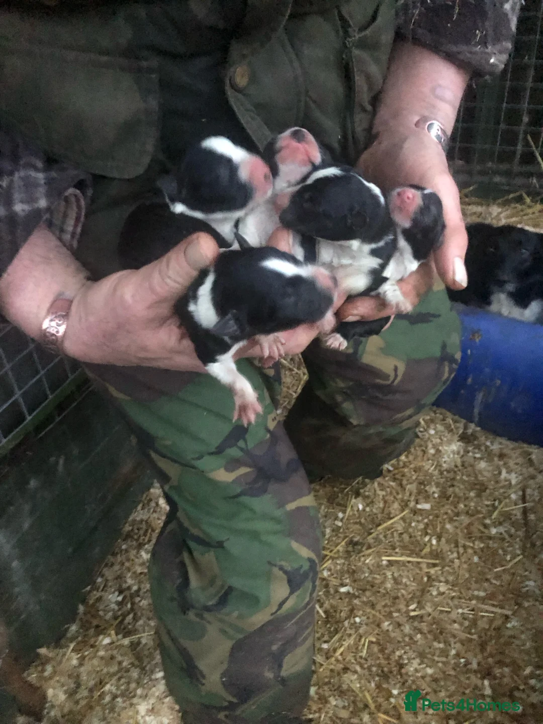 Border Collie dogs for sale: Working border collie pups - Advert 11