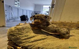 Dachshund dogs for sale: Beautiful Blue & Tan Dapple Girl  - Image 3