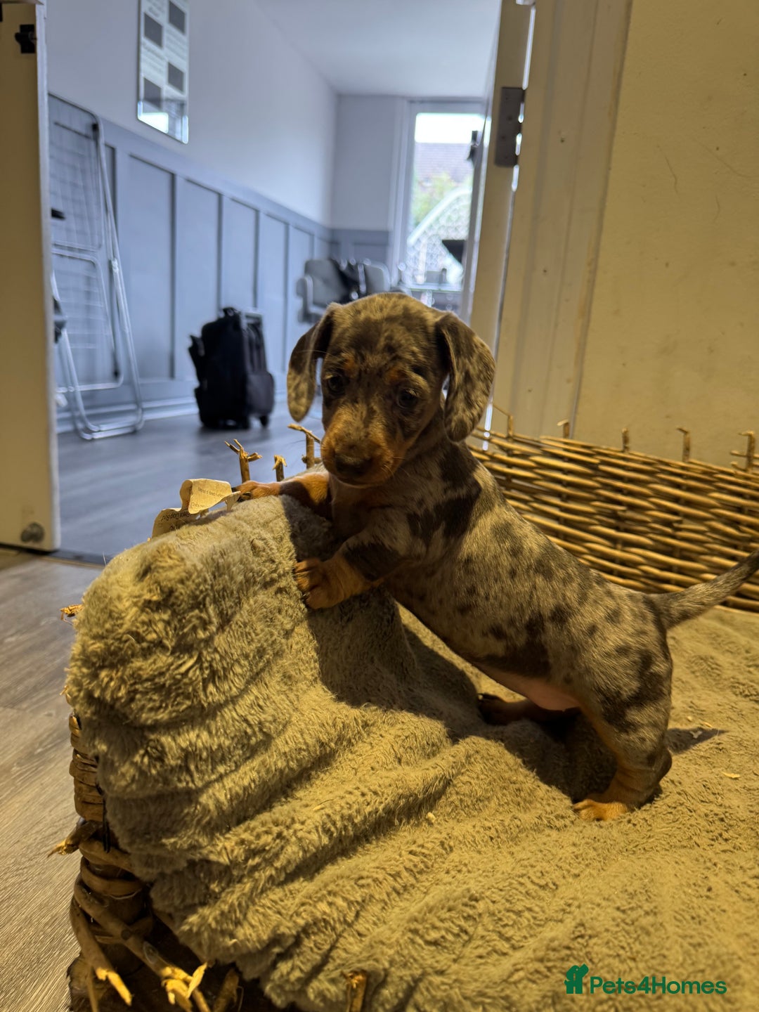Dachshund dogs for sale: Beautiful Blue & Tan Dapple Girl  - Image 3