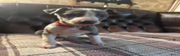 Whippet dogs for sale: 🐾 Exceptional KC Registered Whippet Puppies - Advert 29