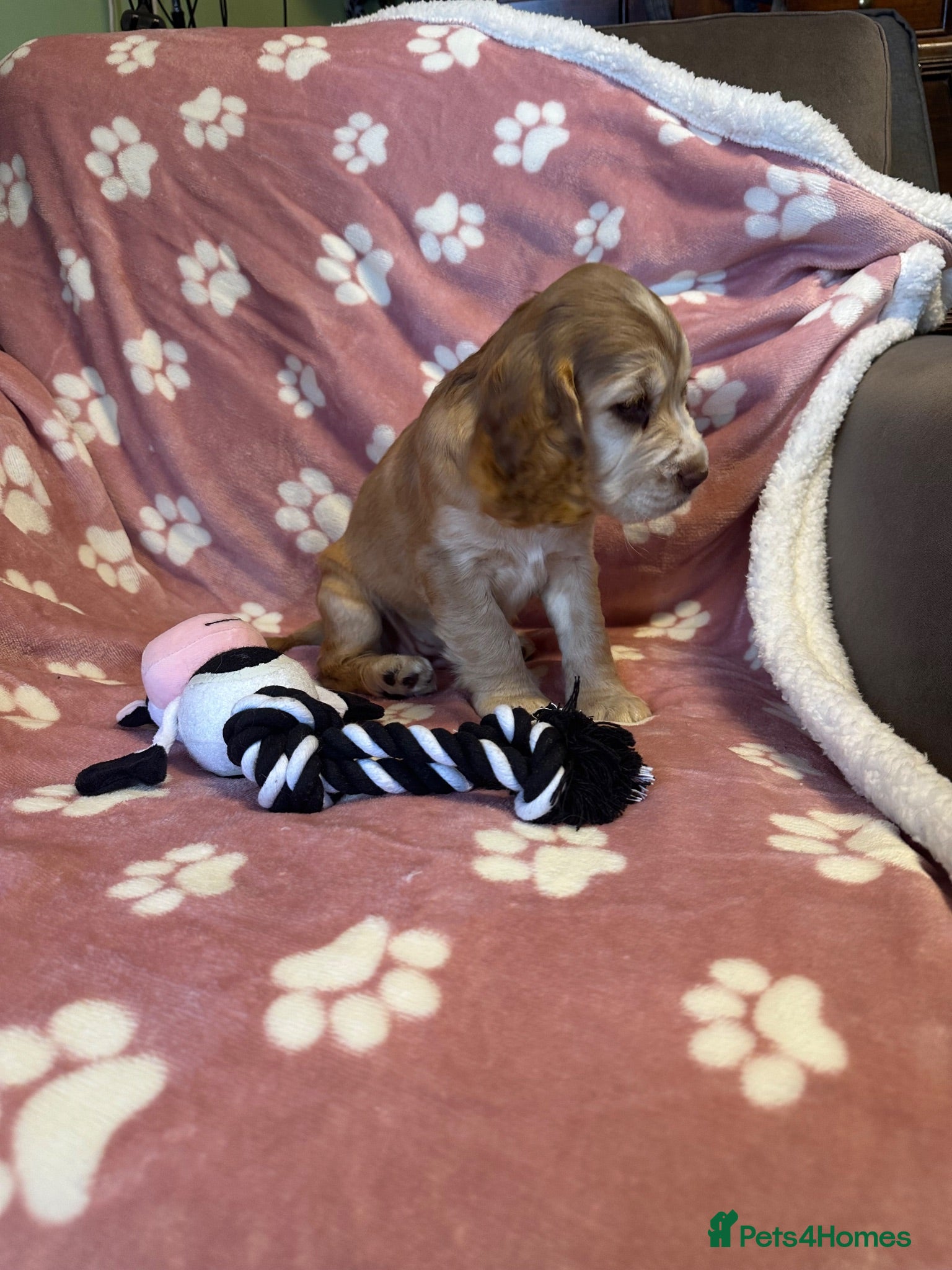 Cocker Spaniel dogs Cocker Spaniel Puppies Ready for Loving Homes - Advert 2