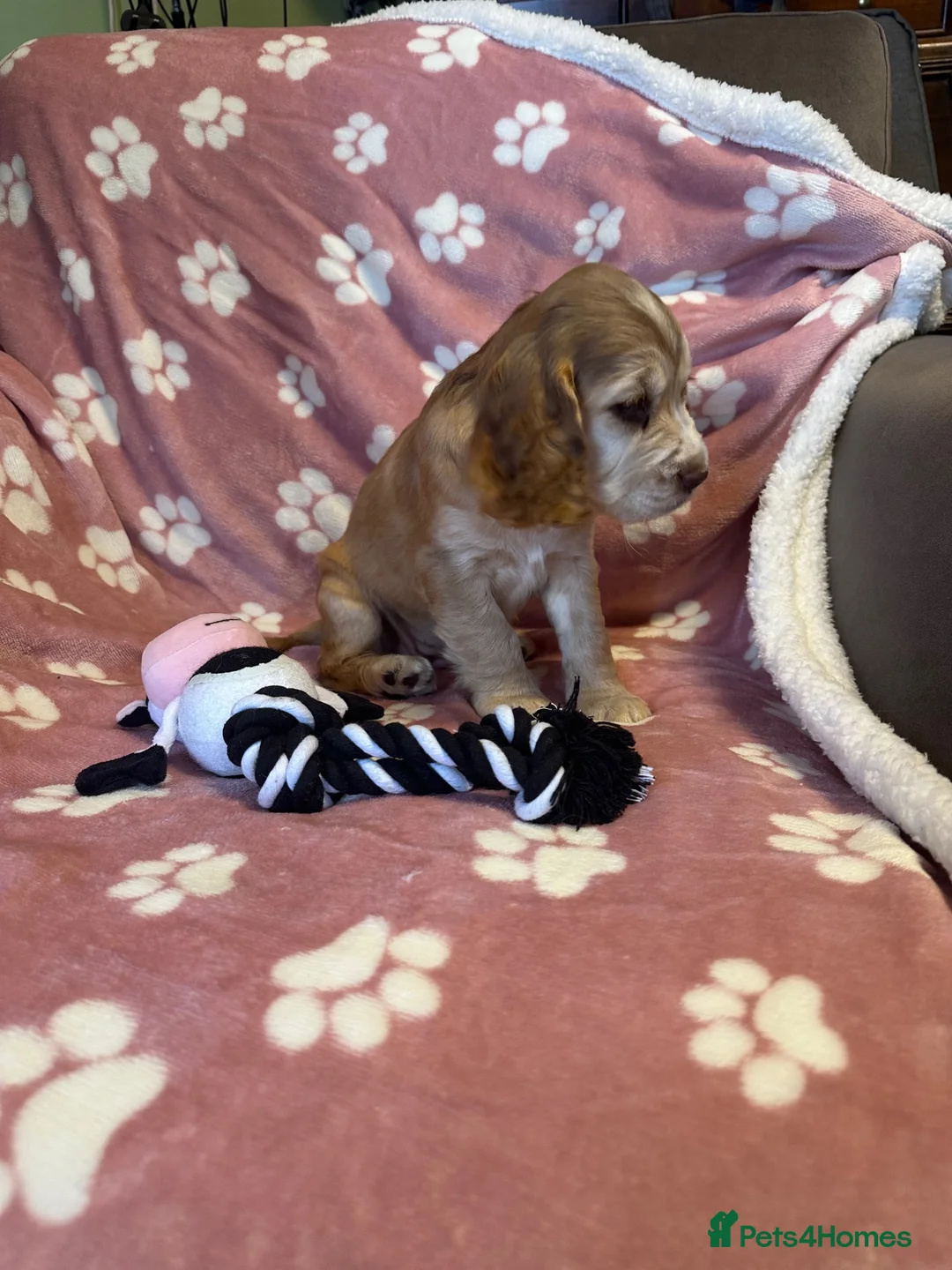Cocker Spaniel dogs for sale: Cocker Spaniel Puppies Ready for Loving Homes - Advert 2