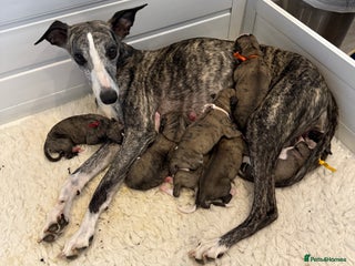 Whippet dogs Whippet boy - Advert 1