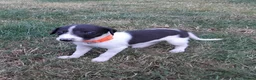 Mixed Breed dogs for sale: Whippet x Saluki puppies - Advert 13