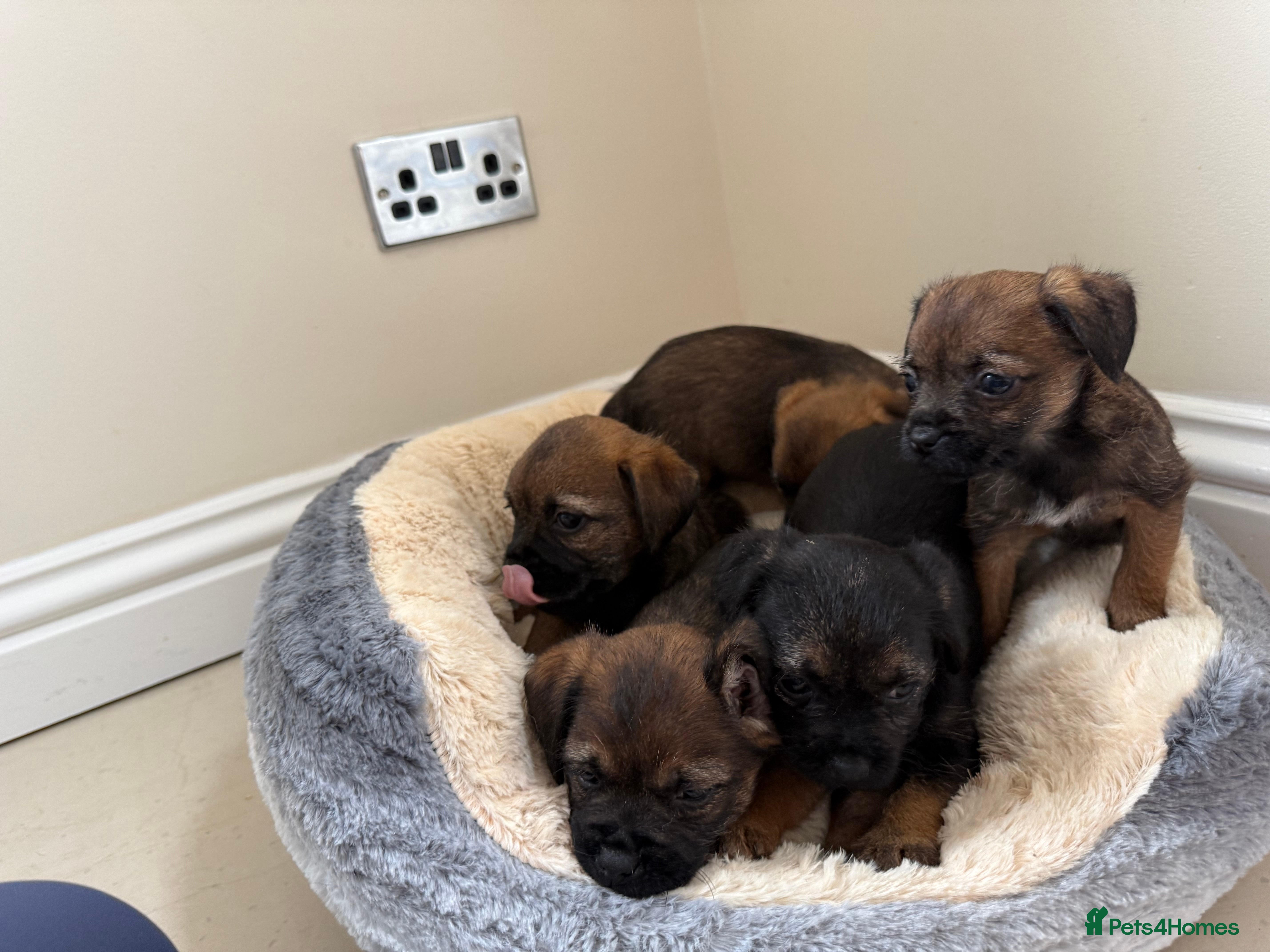 Border Terrier dogs Kc reg, Beautiful border terrier Puppys  - Advert 2