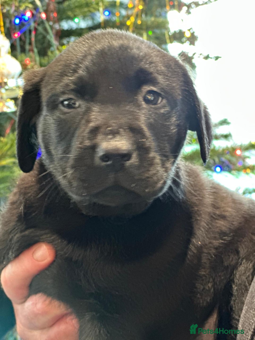Labrador Retriever dogs for sale: 7 week old fantastic labrador pups  - Advert 10