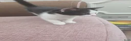 Mixed Breed cats for sale: Kittens looking for forever homes! - Advert 3