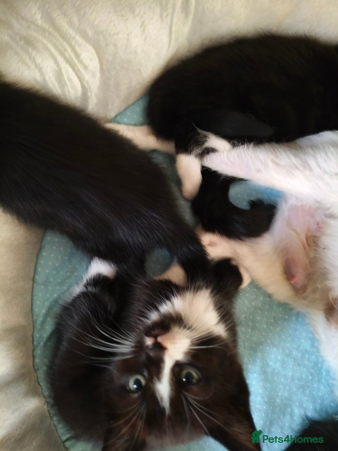 Domestic Shorthair cats for sale: I'm giving away kittens.  - Image 4