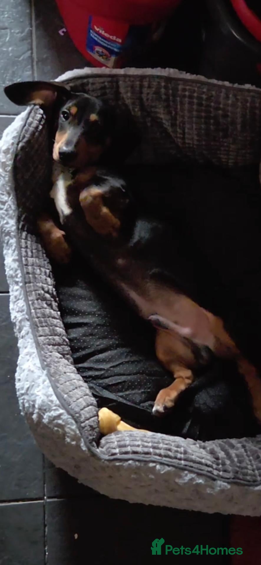 Dachshund dogs Dachhund - Advert 2