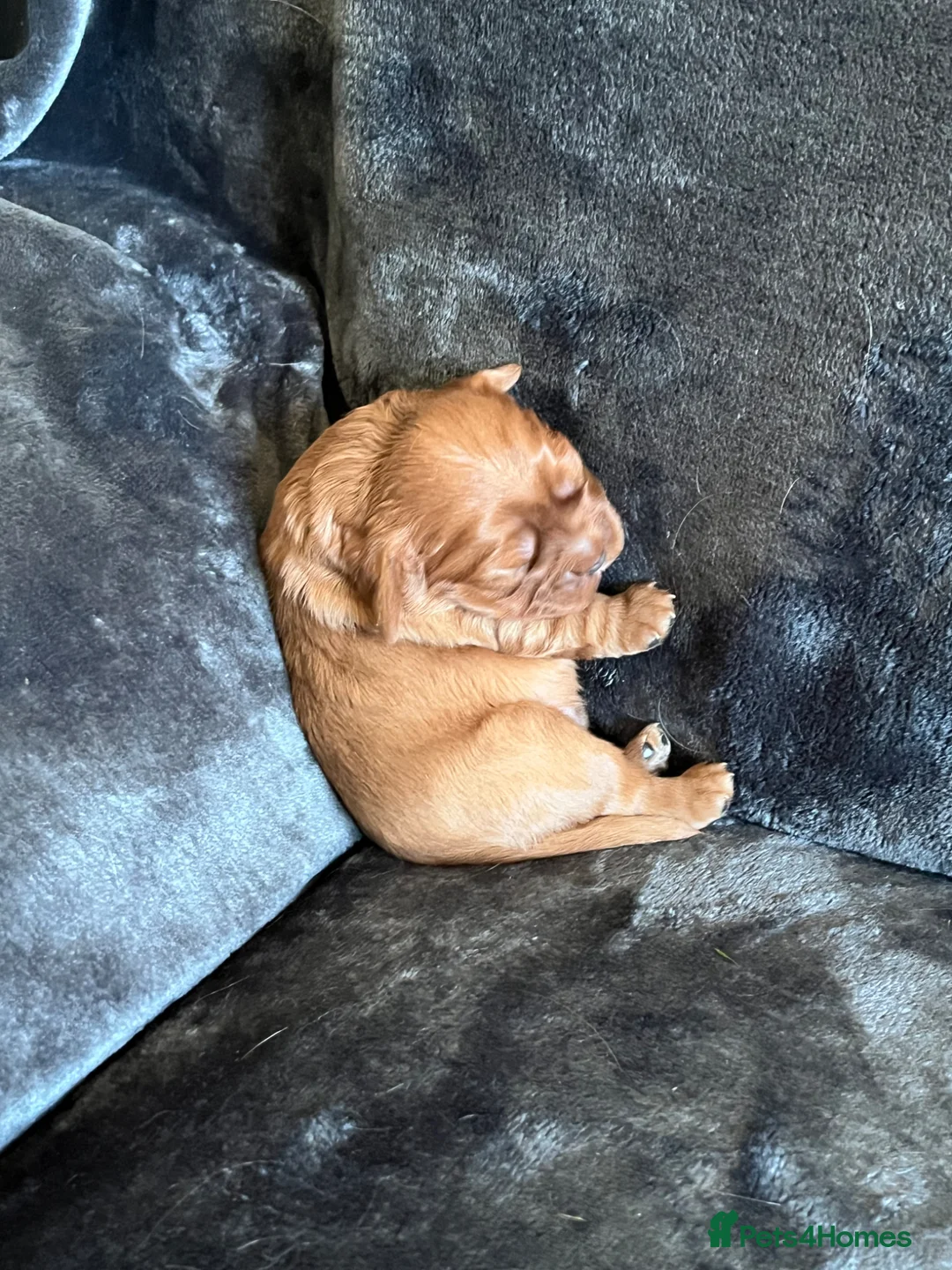 Cavalier King Charles Spaniel dogs for sale: Cavalier king charles puppy in Edinburgh - Advert 2