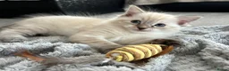 Ragdoll cats for sale: The Most Adorable Ragdoll Boy Kittens💙 - Advert 6