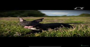 Lurcher dogs - Advert 3