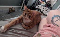 British Shorthair cats for sale: Ginger and white cat  - Image 2