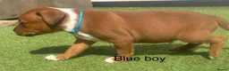 Staffordshire Bull Terrier dogs for sale: Stunning litter of Staffies  in Huntingdon - Advert 5