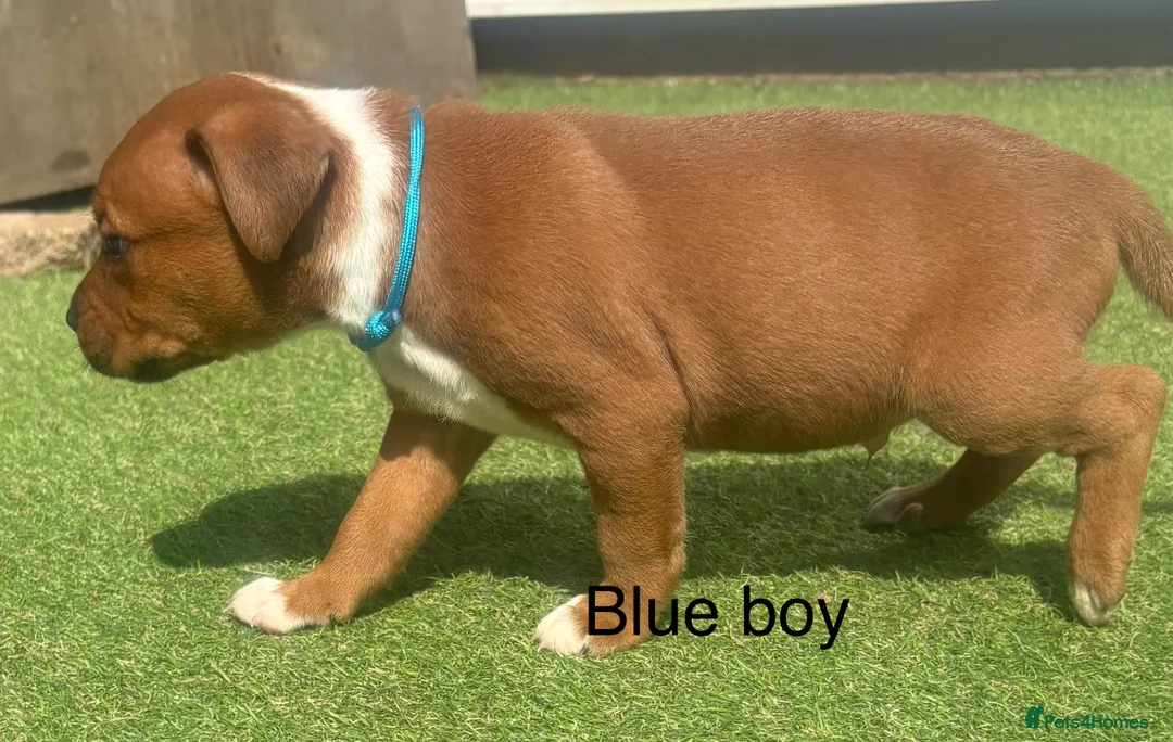 Staffordshire Bull Terrier dogs for sale: Stunning litter of Staffies  in Huntingdon - Advert 5