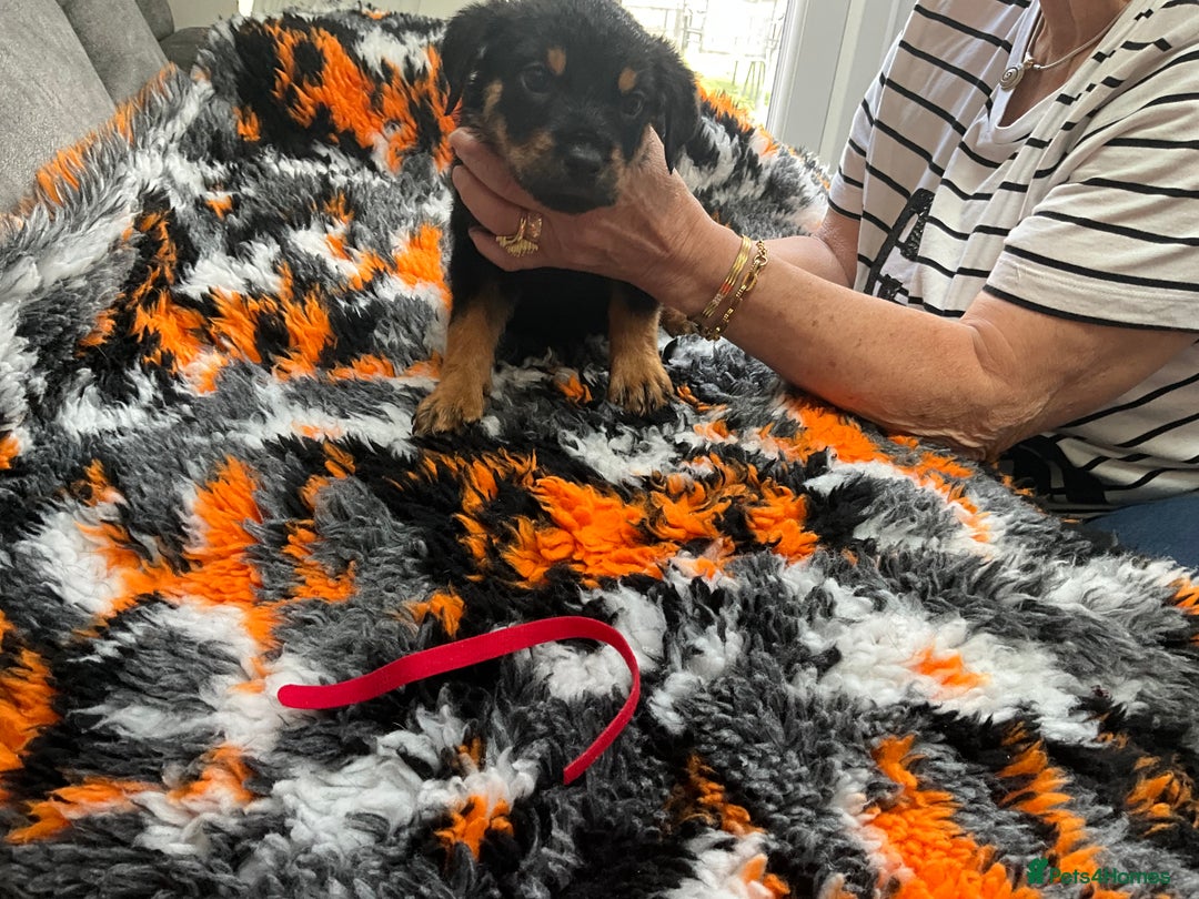 Rottweiler dogs for sale: ROTTWIELER PUPPIES - Image 7